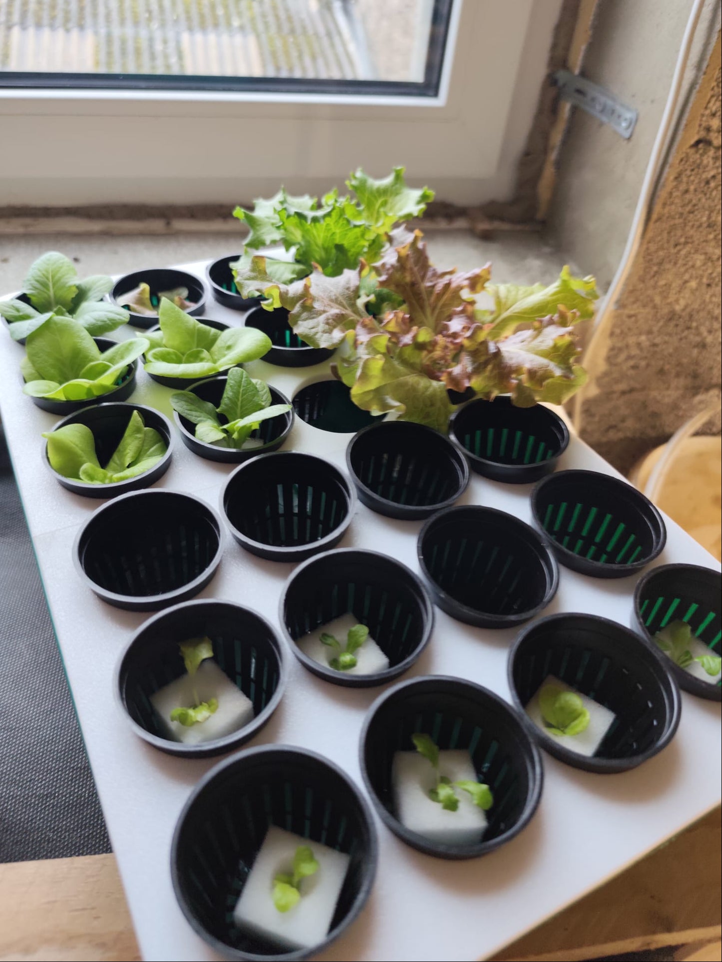 GrowTower Anzuchtbox – 24 Anzuchttöpfe